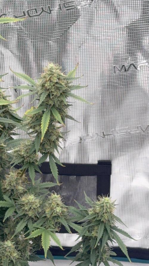 Auto Biscotti. Week 12 - 12th week