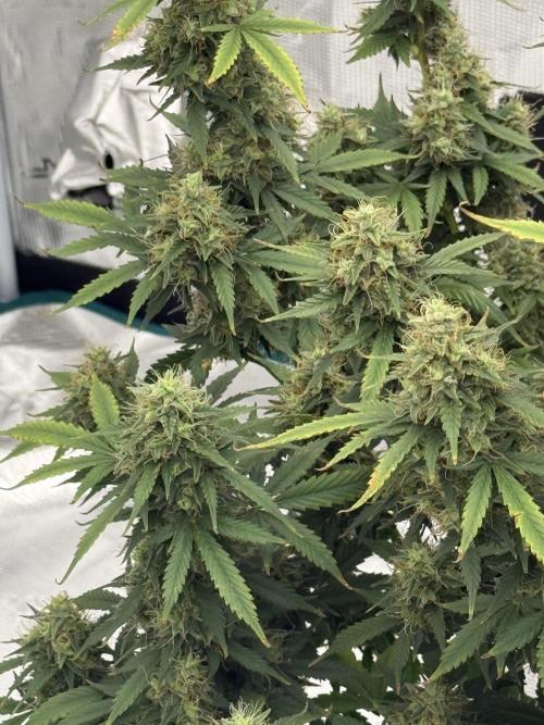 Auto Biscotti. Week 12 - 12th week