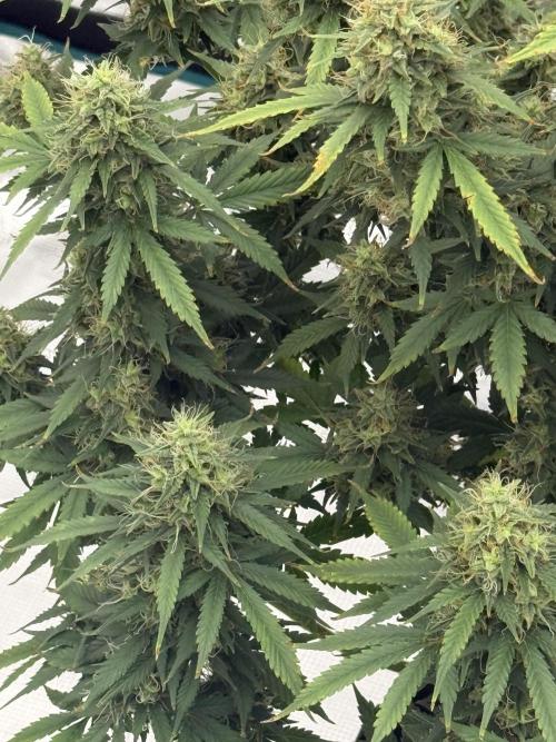 Auto Biscotti. Week 12 - 12th Week 