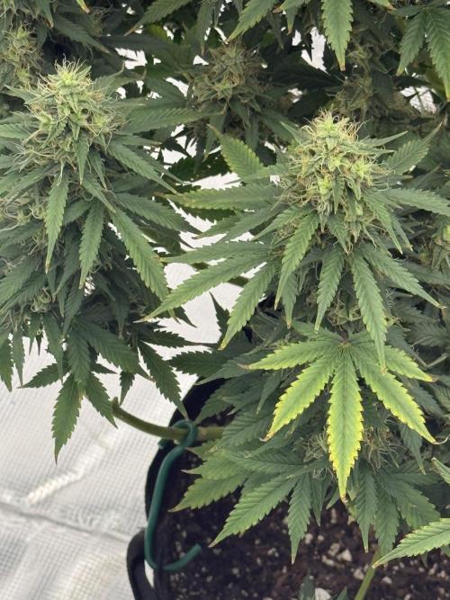 Auto Biscotti. Week 12 - Low shoots 