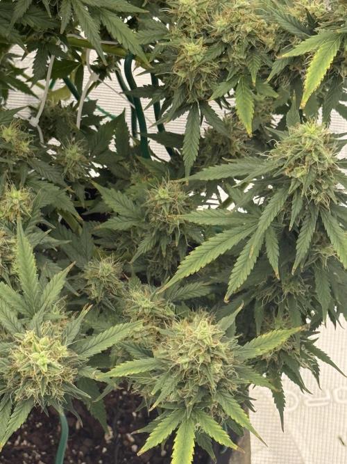 Auto Biscotti. Week 12 - 12 weeks 