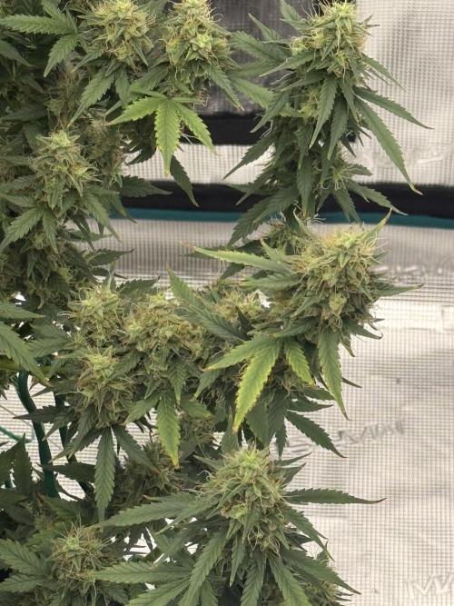 Auto Biscotti. Week 12