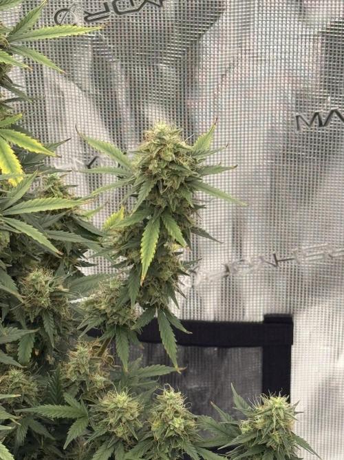 Auto Biscotti. Week 12