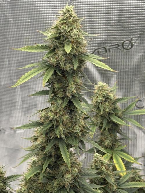 Auto Biscotti. Week 12 - 88 Days into Flowering 