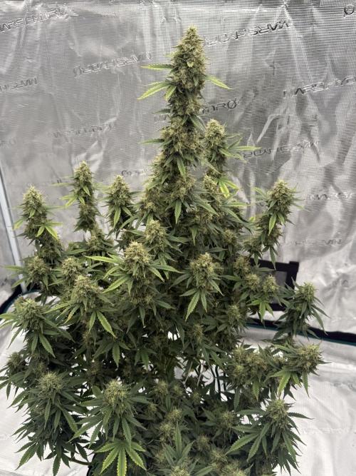 Auto Biscotti. Week 12 - 12 Weeks 