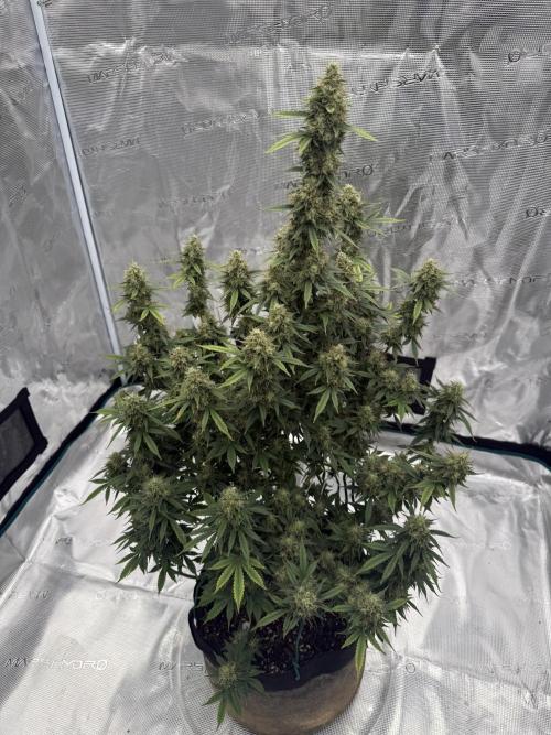 Auto Biscotti. Week 12 - Be done soon 