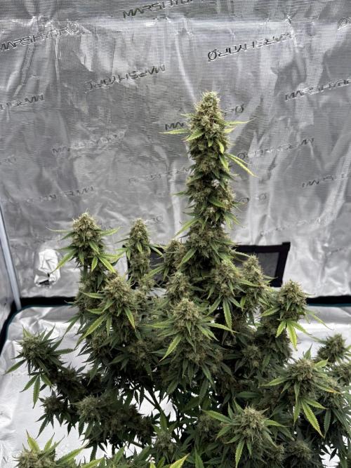 Auto Biscotti. Week 13 - Last week before choop