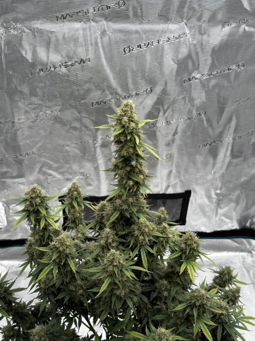 Auto Biscotti. Week 13 - Last week