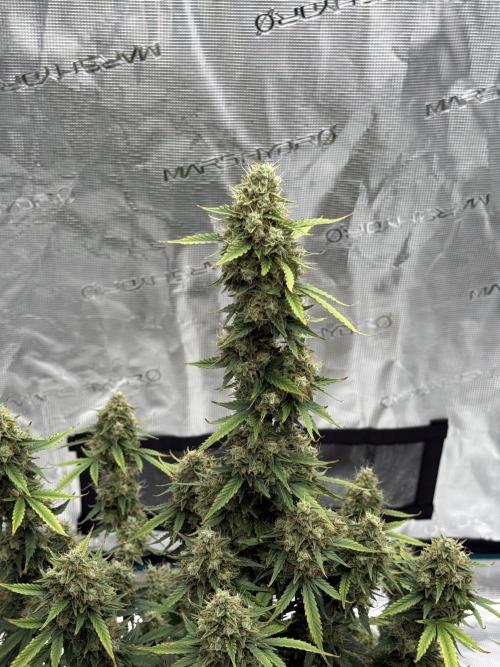 Auto Biscotti. Week 13 - 13 Week