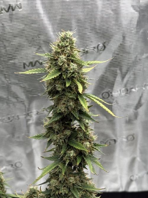 Auto Biscotti. Week 13 - Top main 
