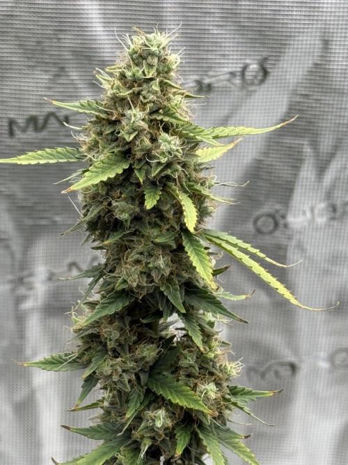 Auto Biscotti. Week 13 - Top Main