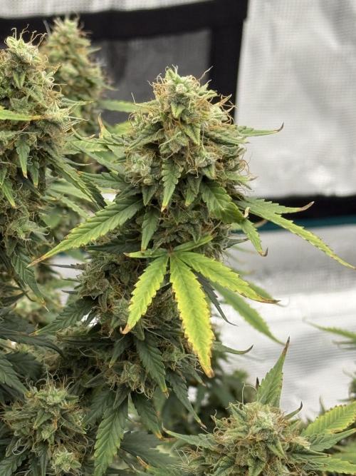 Auto Biscotti. Week 13 - Fade