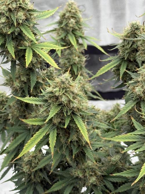 Auto Biscotti. Week 13 - Fade lower sites 