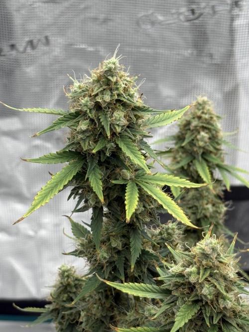 Auto Biscotti. Week 13 - Lower sites 