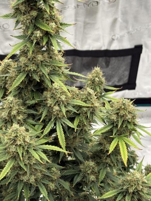Auto Biscotti. Week 13 - Lower sites 