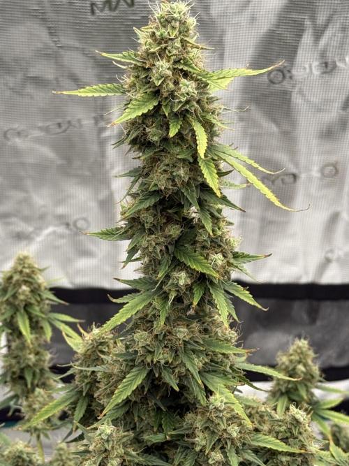 Auto Biscotti. Week 13 - Last week 