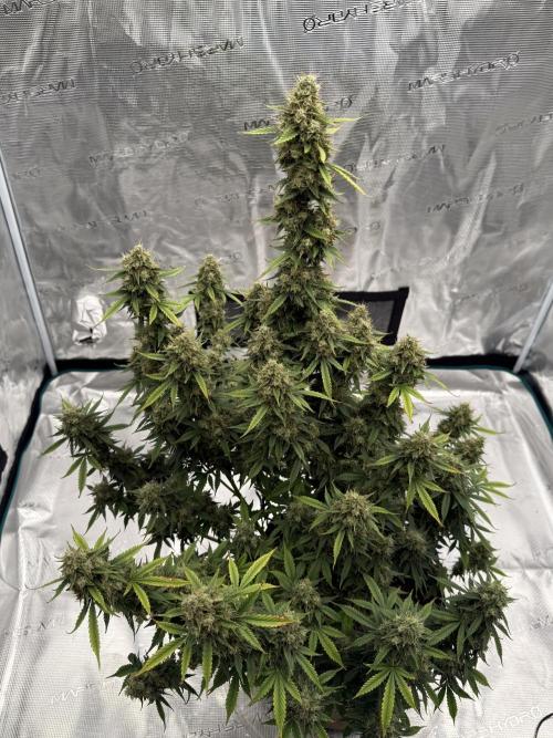 Auto Biscotti. Week 13 - Last week 