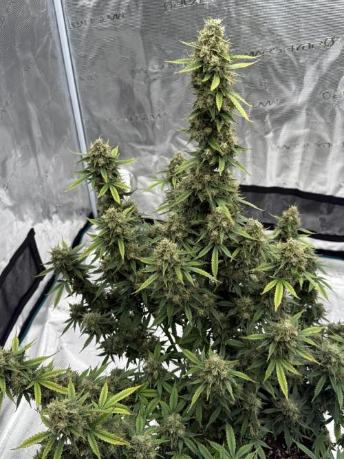 Auto Biscotti. Week 13 - Last week 