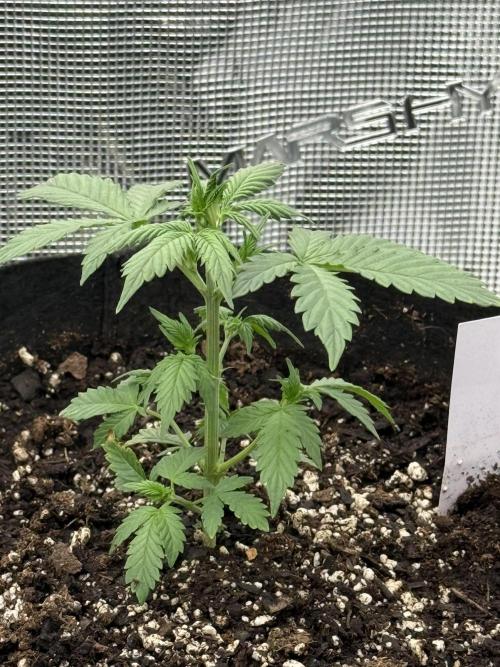 Auto Run. Week 3 - London Cream Cake 3 Week