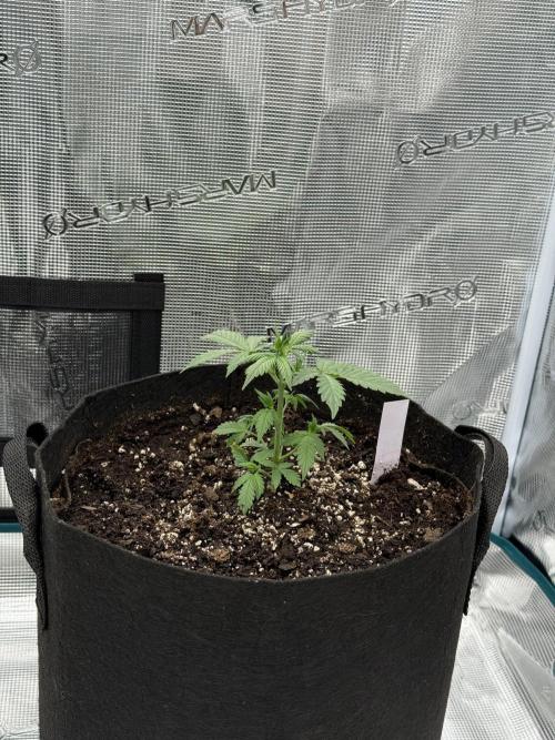 Auto Run. Week 3 - London Cream Cake 3 Week
