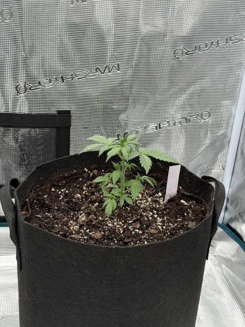 Auto Run. Week 3 - London Cream Cake 3 Week