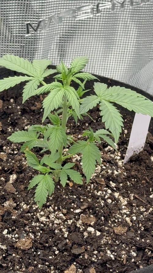 Auto Run. Week 3 - London Cream Cake 3 Week