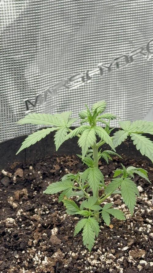 Auto Run. Week 3 - London Cream Cake 3 Week