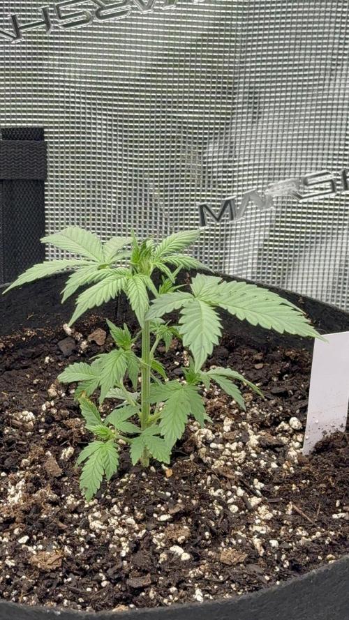London Cream Cake Auto. Week 3