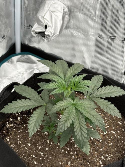 Bear Candy. Week 3 - Bear Candy Auto 3 Weeks