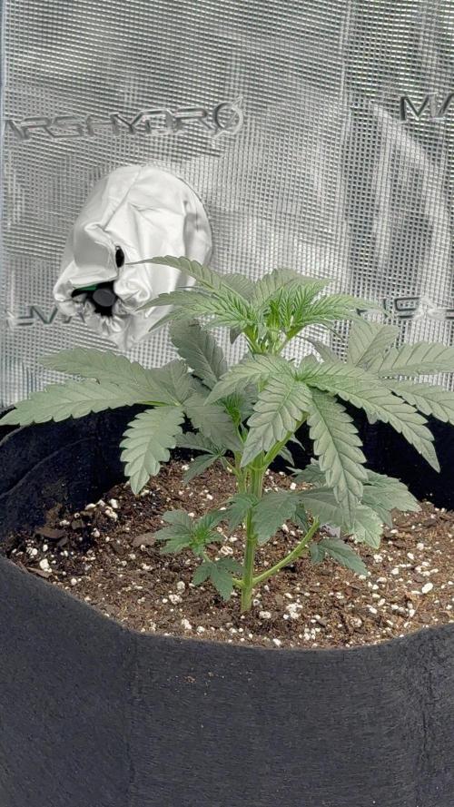 Bear Candy. Week 3 - Bear Candy Auto 3 Weeks