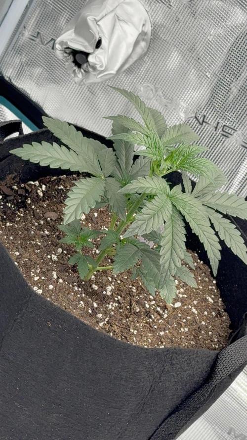Bear Candy. Week 3 - Bear Candy Auto 3 Weeks