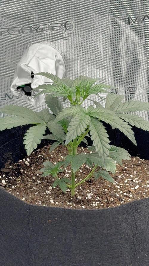 Bear Candy. Week 3 - Bear Candy Auto 3 Weeks