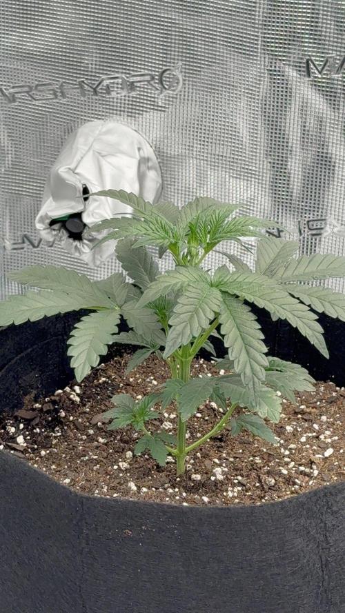 Bear Candy. Week 3 - Bear Candy Auto 3 Weeks
