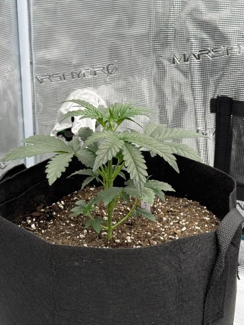 Bear Candy. Week 3 - Bear Candy Auto 3 Weeks