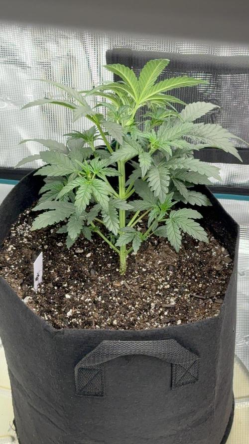 Bear Candy. Week 4 - LST started this week 