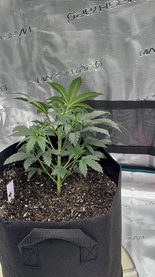 Bear Candy. Week 4 - Week4