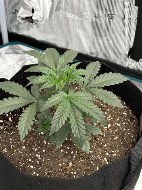 Bear Candy. Week 4 - Before LST
