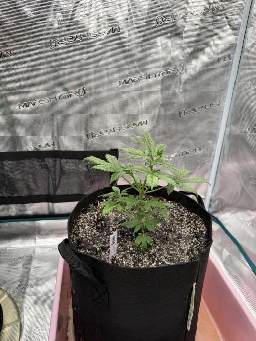 Auto Run. Week 4 - Week4