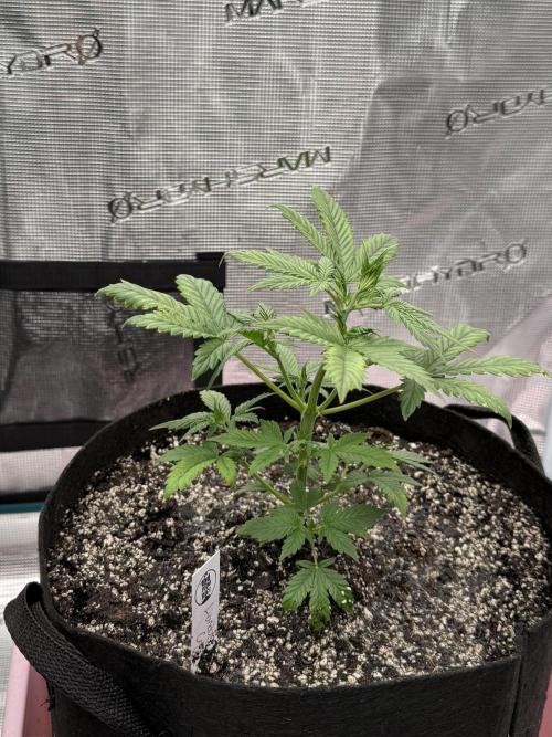 Auto Run. Week 4 - Week4