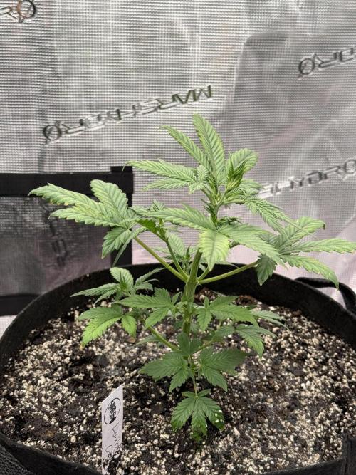 Auto Run. Week 4 - Week4