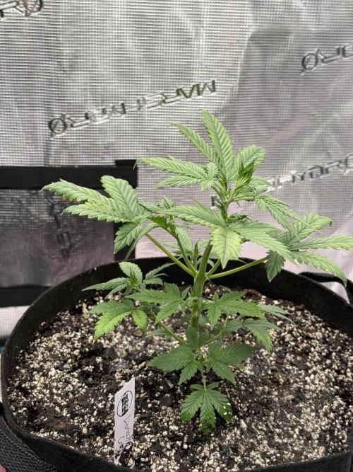 Auto Run. Week 4 - Week4