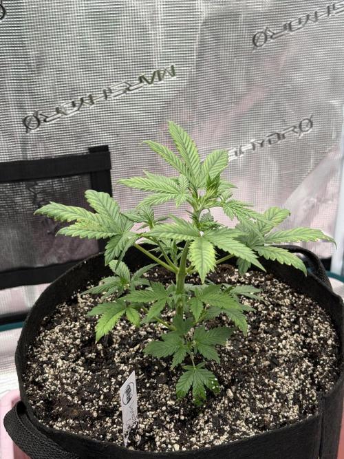 Auto Run. Week 4 - London Cream Cake Auto