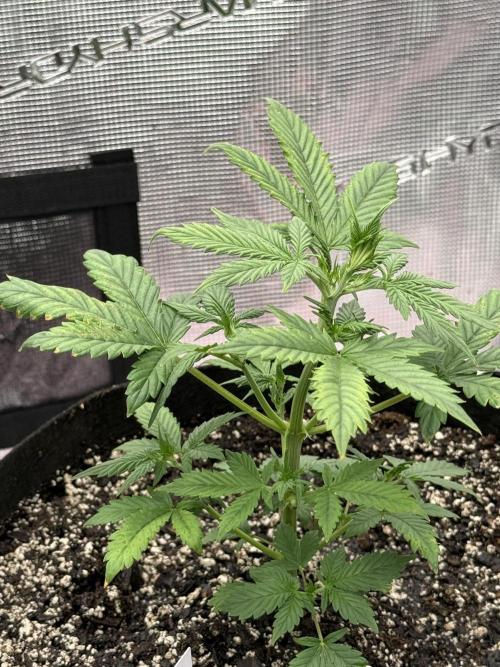 London Cream Cake Auto. Week 4