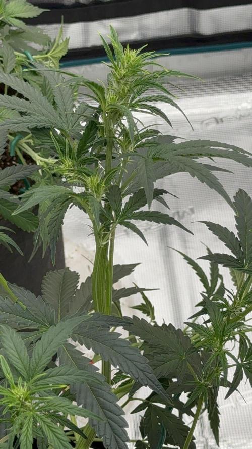Bear Candy. Week 5 - Flowering 