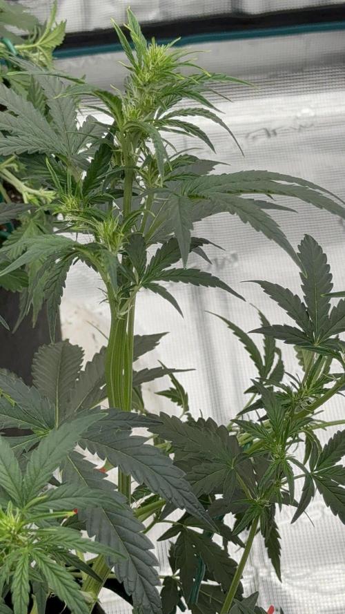 Bear Candy. Week 5 - Flowering 