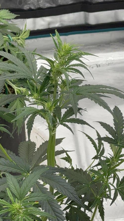 Bear Candy. Week 5 - Flowering 
