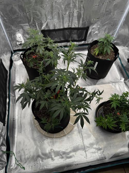 Bear Candy. Week 5 - 5th Week 