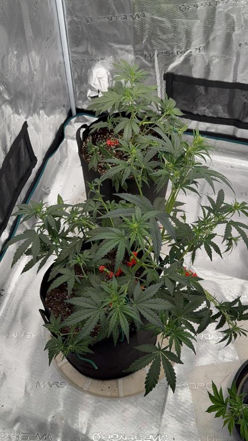 Bear Candy. Week 5 - 5th week