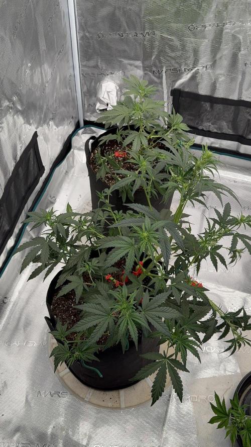 Bear Candy. Week 5 - Week 5