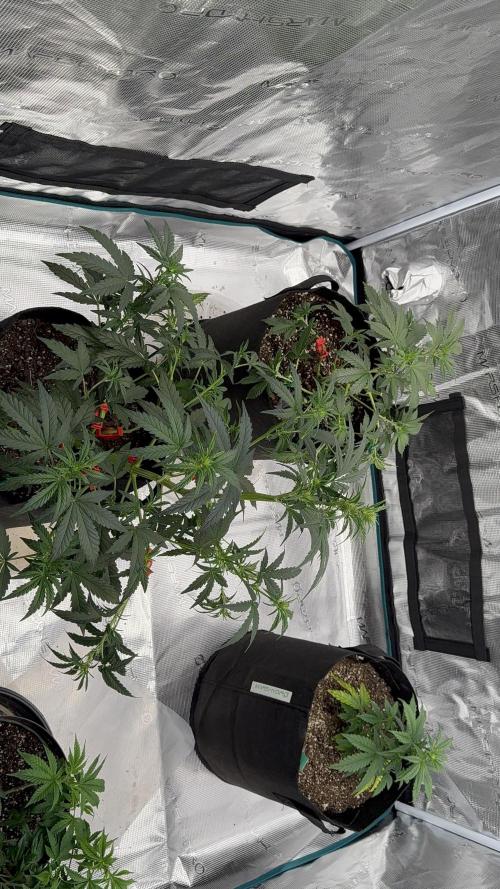 Bear Candy. Week 5 - Week 5